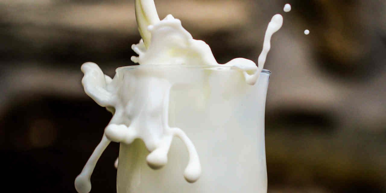 Beberapa aturan minum susu sapi murni