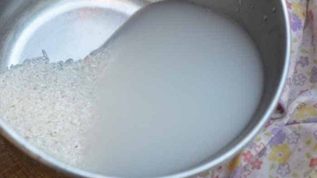 pupuk organik cair dari air cucian beras